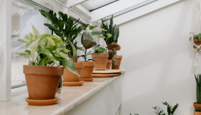 Plants on shelf