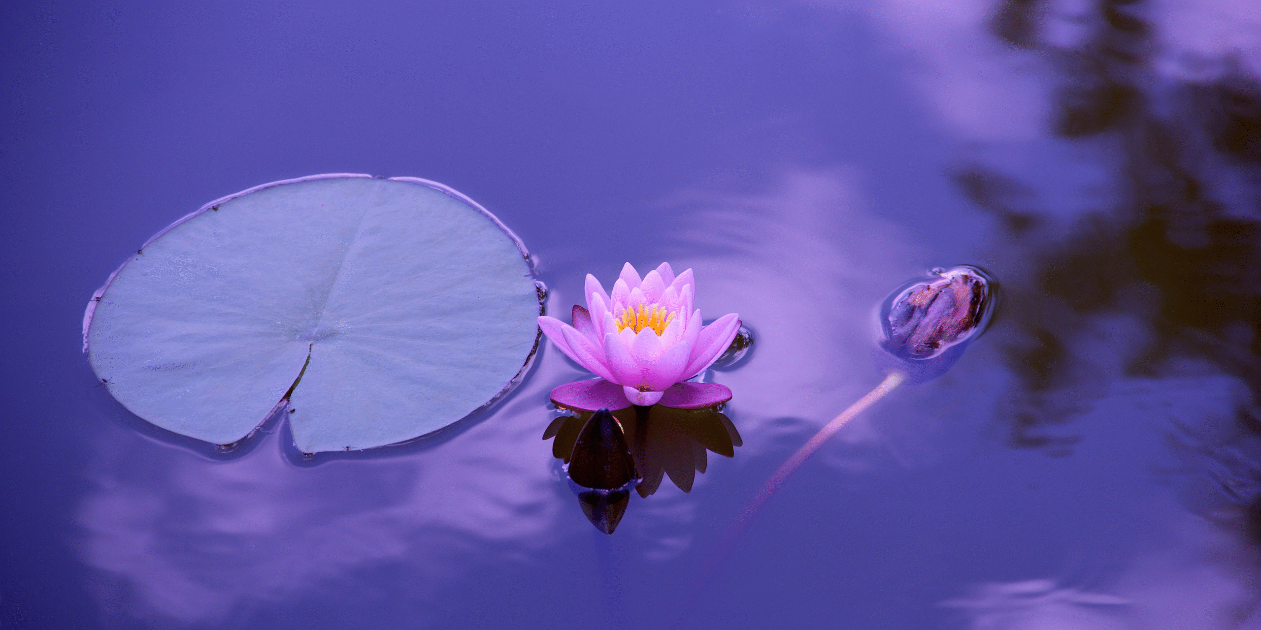 Embracing Holistic Wellness: A Comprehensive Guide to Balance and Harmony